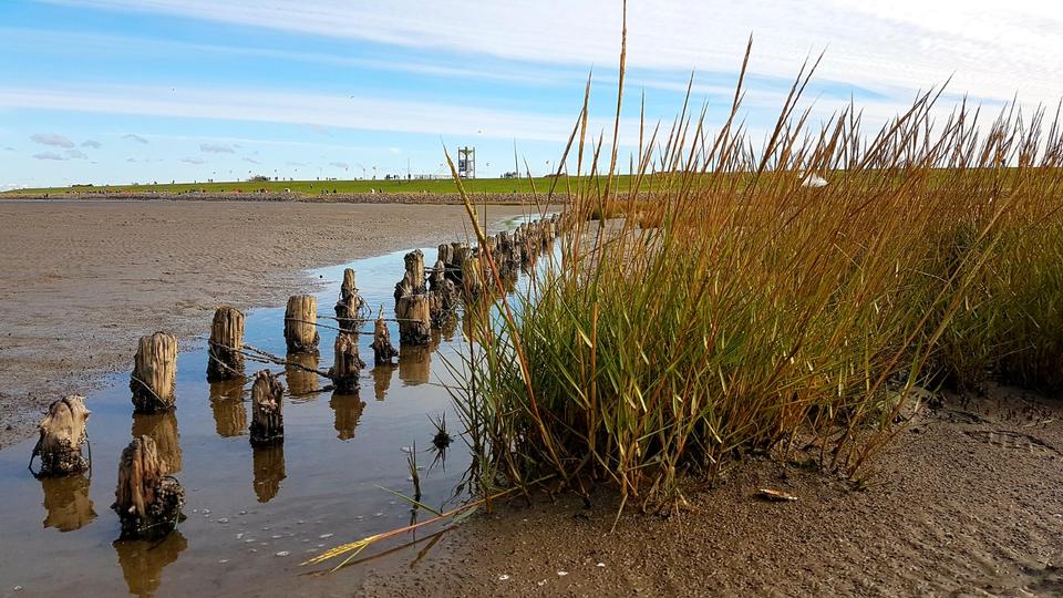 Maisonettenwohnung Friedrichskoog - 3 Zimmer, 49 m&sup2;, 590&euro; | Angebot:25976383